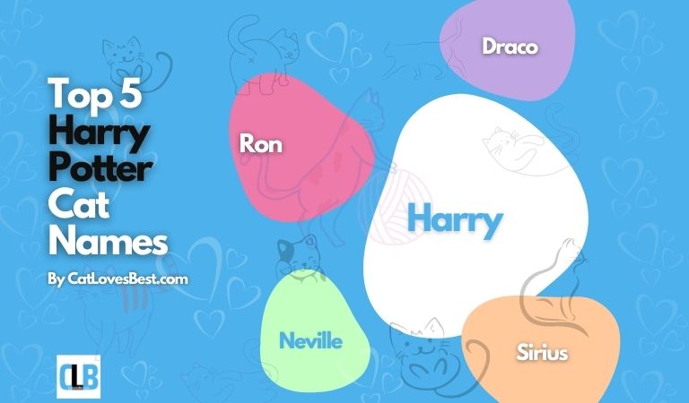 harry potter cat names