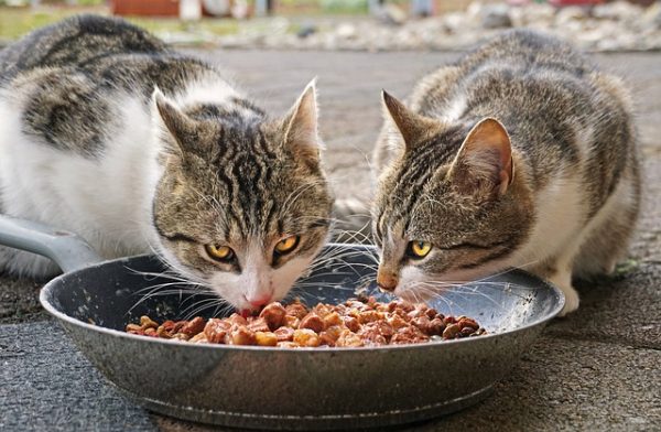 homemade cat food for senior cats