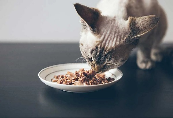 homemade cat food recipes for senior cats