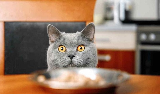 healthy homemade gravy for cats