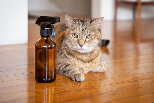 homemade flea shampoo for cats