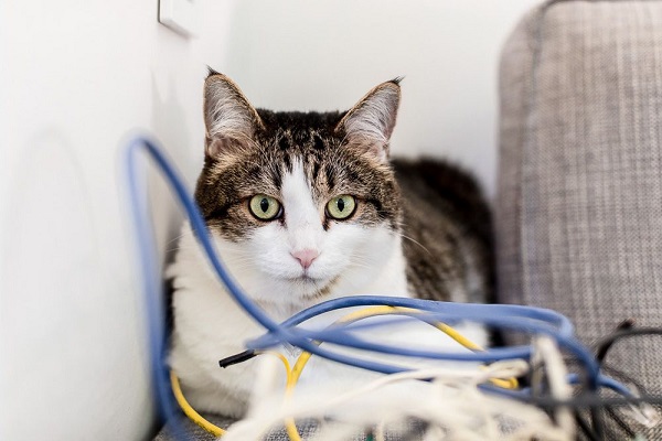 how to stop cat chewing electric cords