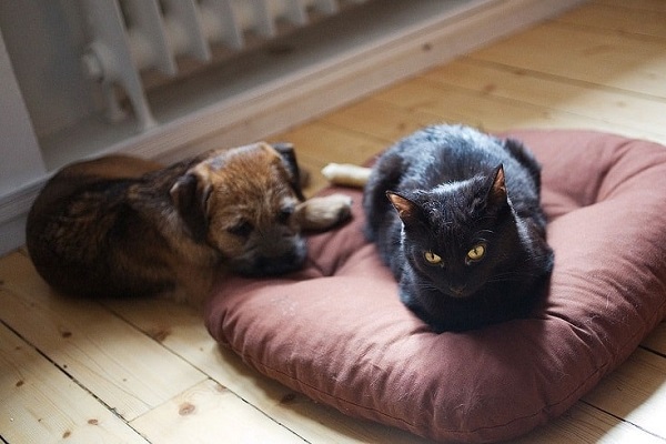 how to stop cat from peeing on dog bed