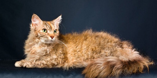 la perm curly hair cat