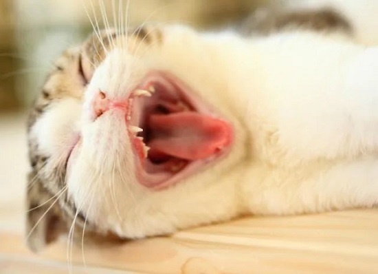 mouth cancer in cats