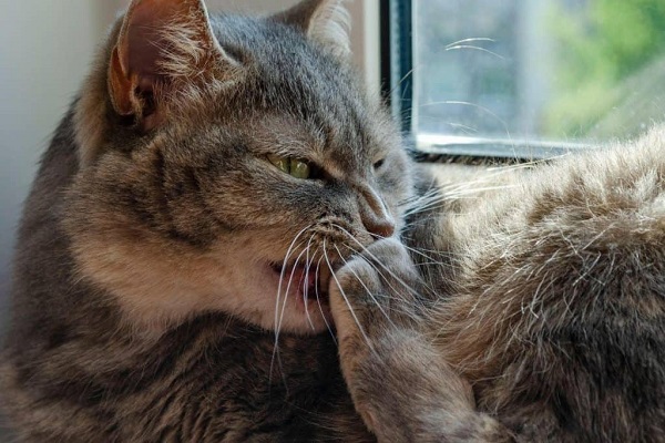 nail biting in cats