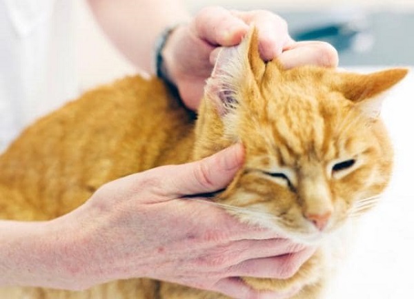natural home remedies to treat a cat wound