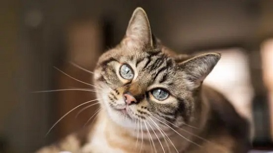 neoplasia cancer in cats