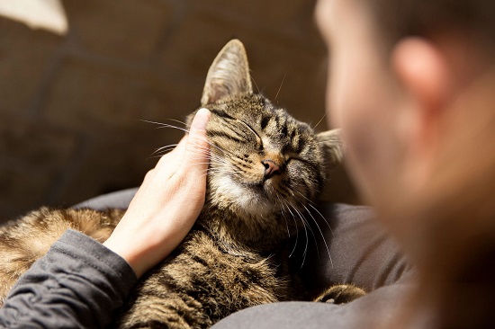 preventive measures of snake bites in cats