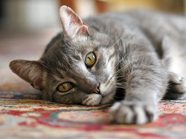pros and cons of declawing your cat