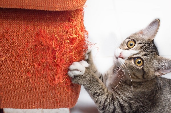 Pros And Cons Of Declawing Your Cat