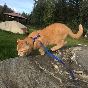 Pupteck Adjustable Cat Harness
