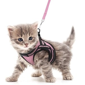 Rabbitgoo inescapable cat harness