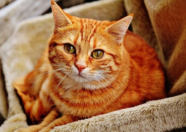 red tabby cat facts