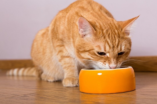 red tabby have big appetite