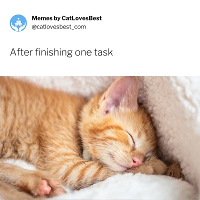 saddest kitten meme