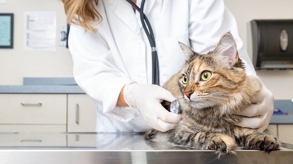 scrpio bite in cat treatment
