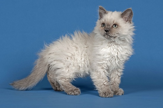 selkirk rex curly hair cats