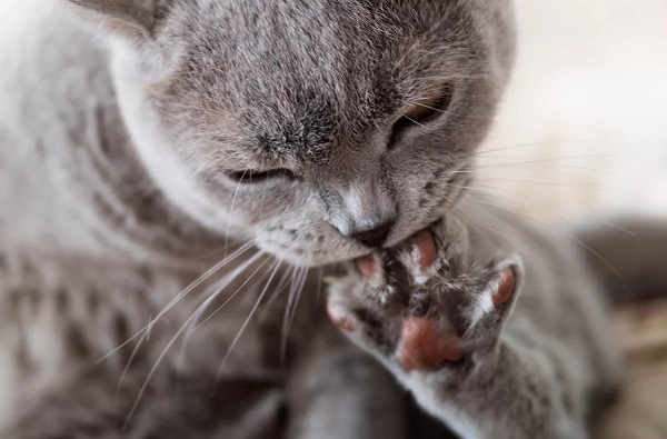 sick cat biting nail