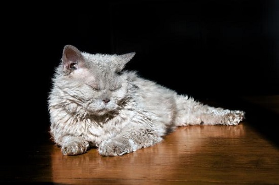 skookum curly hair cat