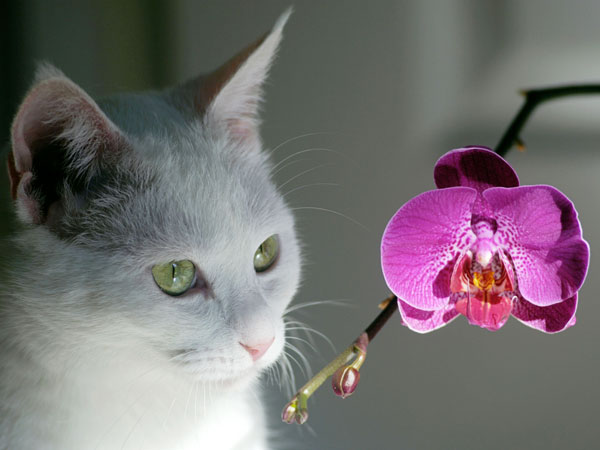 stop a cat from eating orchids