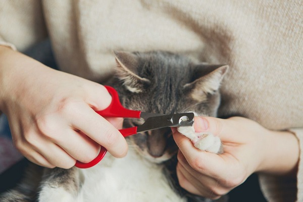 stop cat nail biting