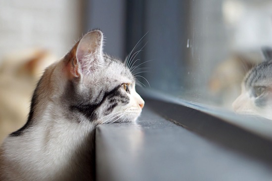 stressed cat drools