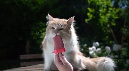 summer special cat ice cream