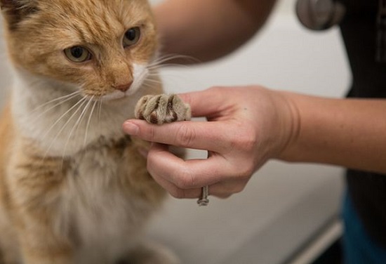 training as alternative of declaw