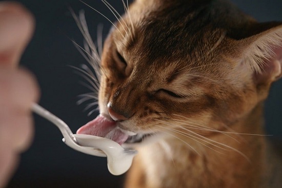 tuna ice cream for cats