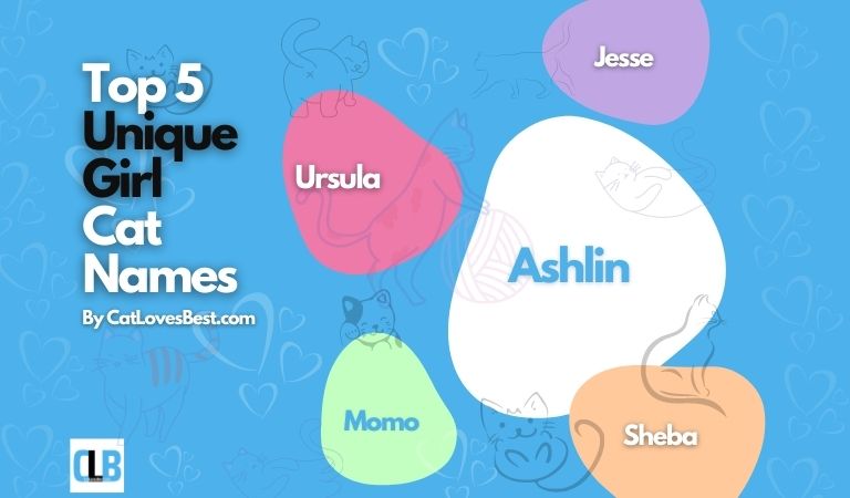 unique girl cat names