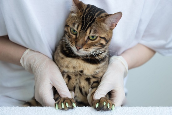 vinyl caps alternative to declawing