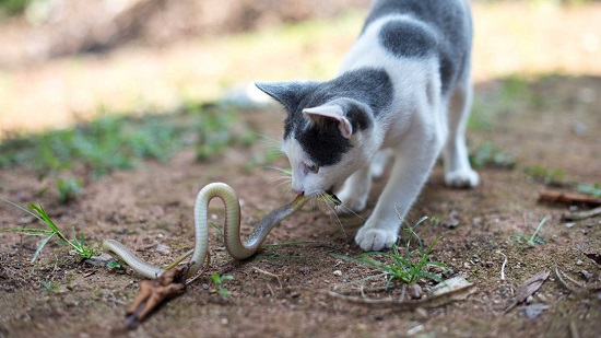 what to do if cat bitten by snake