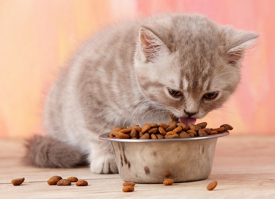 why cat doesn't chew food