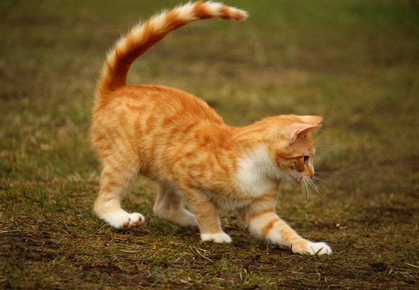 why cats shake vibrate tails