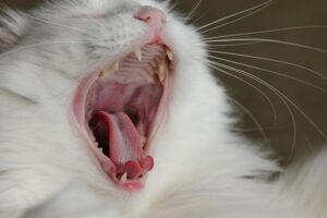 Why Does My Cat’s Breath Stink? 9 Possible Causes
