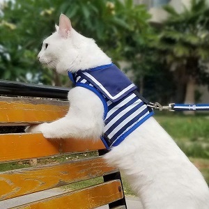 Yizhi Miaow kitty harness