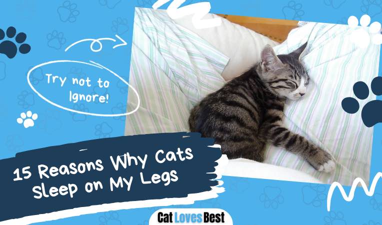 15 reasons why cats sleep on your legs