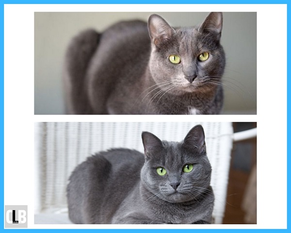 difference between korat cat vs russian blue
