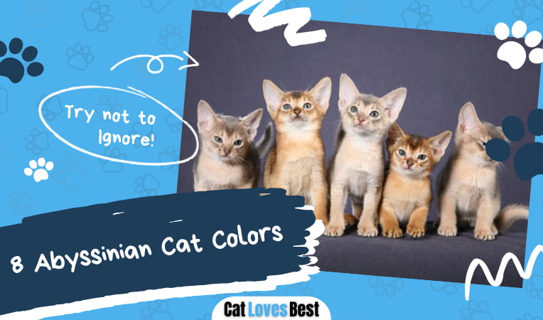 Abyssinian Cat Colors