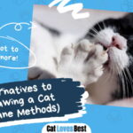 Alternatives to Declawing a Cat