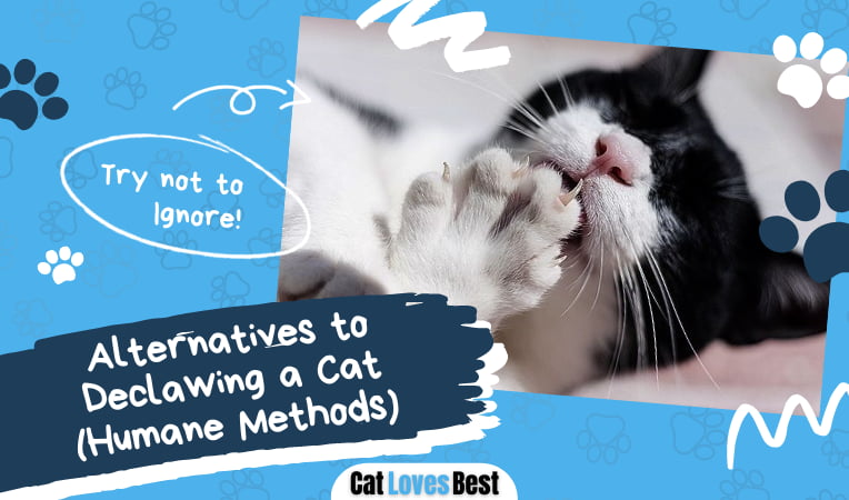 Alternatives to Declawing a Cat