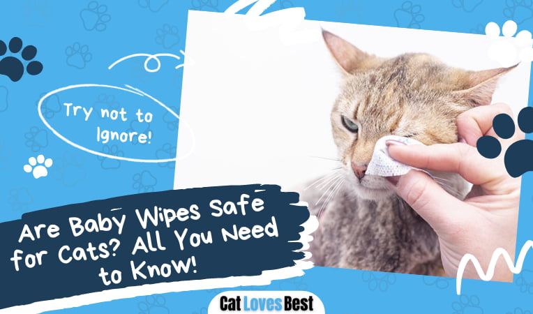 Baby Wipes Safe for Cats