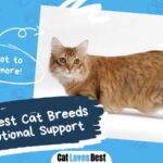 Best Cat Breeds for Emotional Support