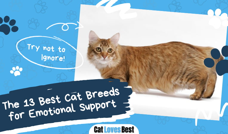 Best Cat Breeds for Emotional Support