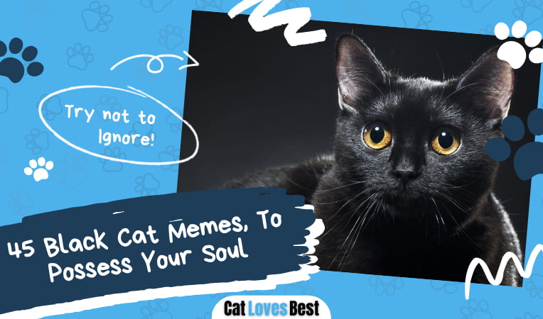 Black Cat Memes