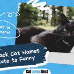 Black Cat Names