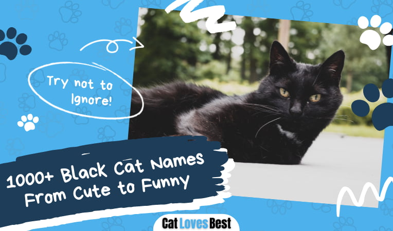 Black Cat Names