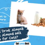 Can Cats Drink Almond Milk