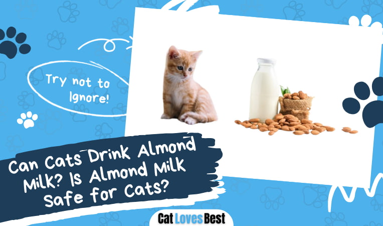 Can Cats Drink Almond Milk